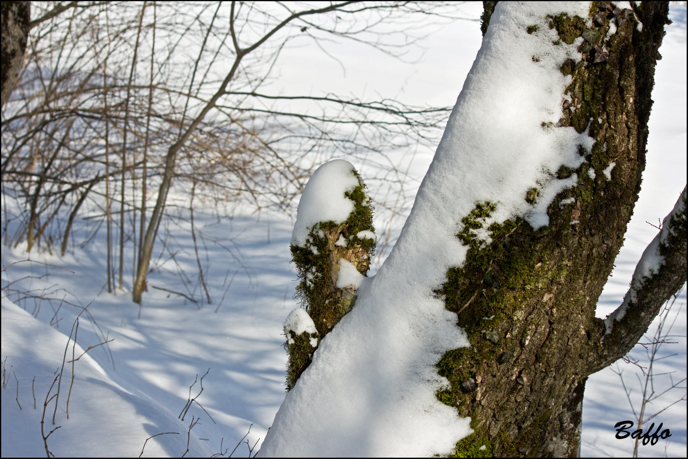 Alberi d''inverno... un invito